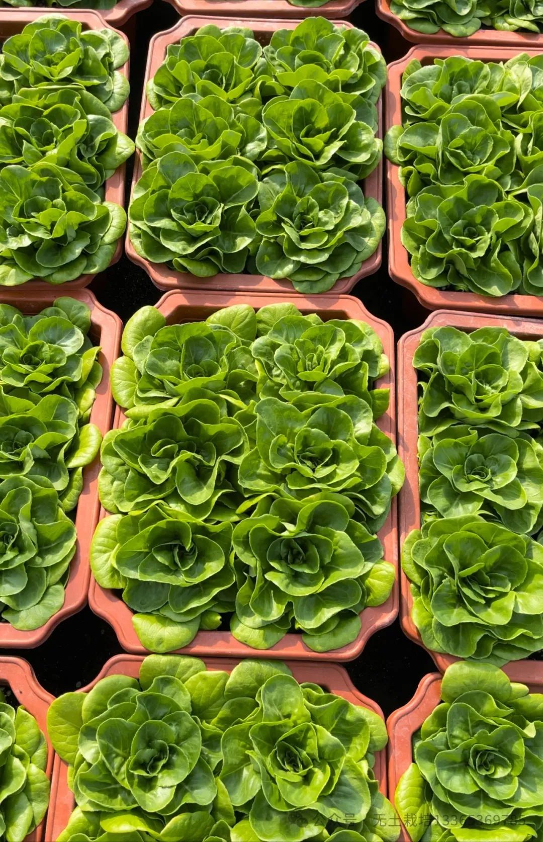 富硒农产品种植技术要点(富硒农作物生产技术)-硒宝网