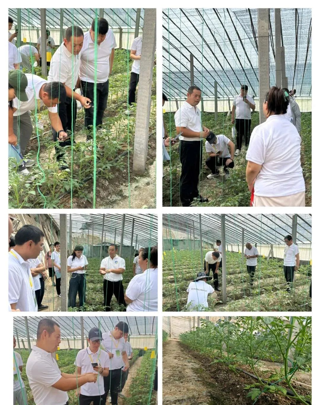 富硒农产品种植技术要点(富硒农作物生产技术)-硒宝网