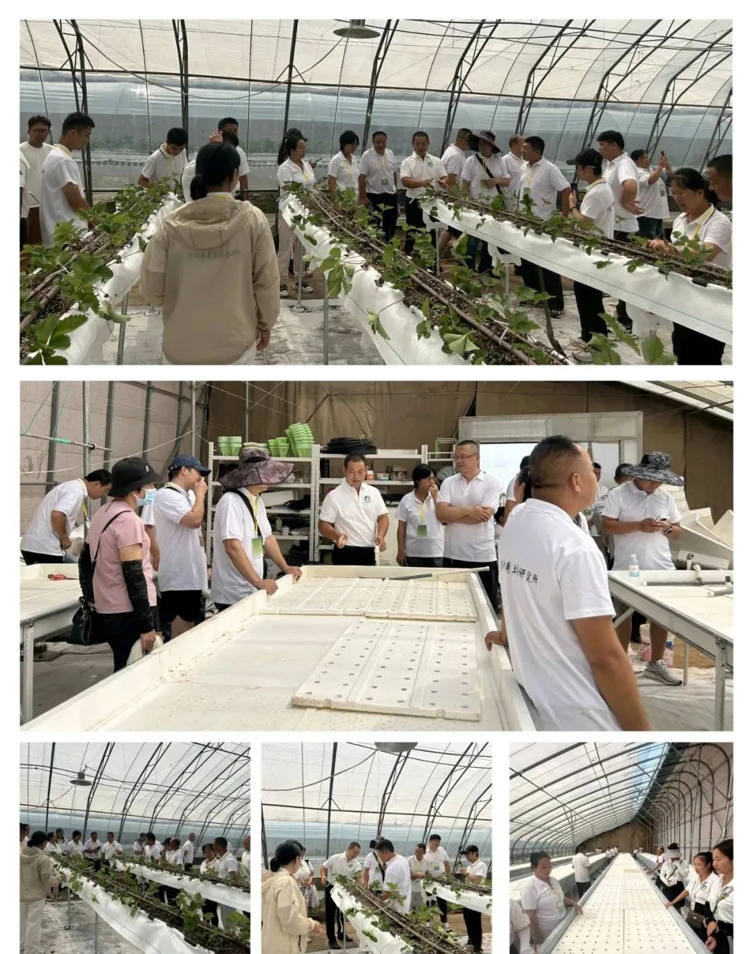 富硒农产品种植技术要点(富硒农作物生产技术)-硒宝网