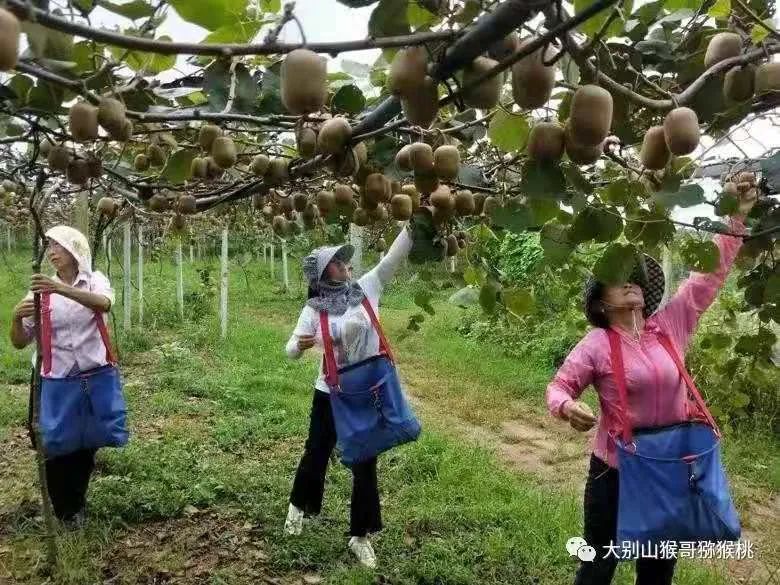 安徽富硒农产品认证标准(安徽农硒米业有限公司)-硒宝网