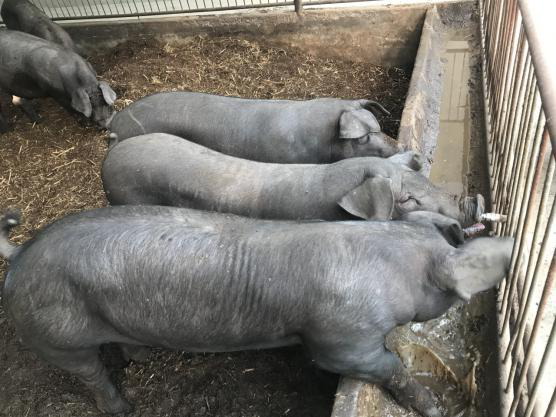 安徽富硒农产品认证标准(安徽农硒米业有限公司)-硒宝网