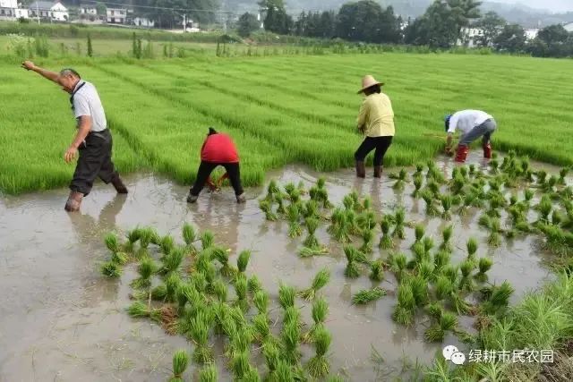 安徽富硒农产品认证标准(安徽农硒米业有限公司)-硒宝网