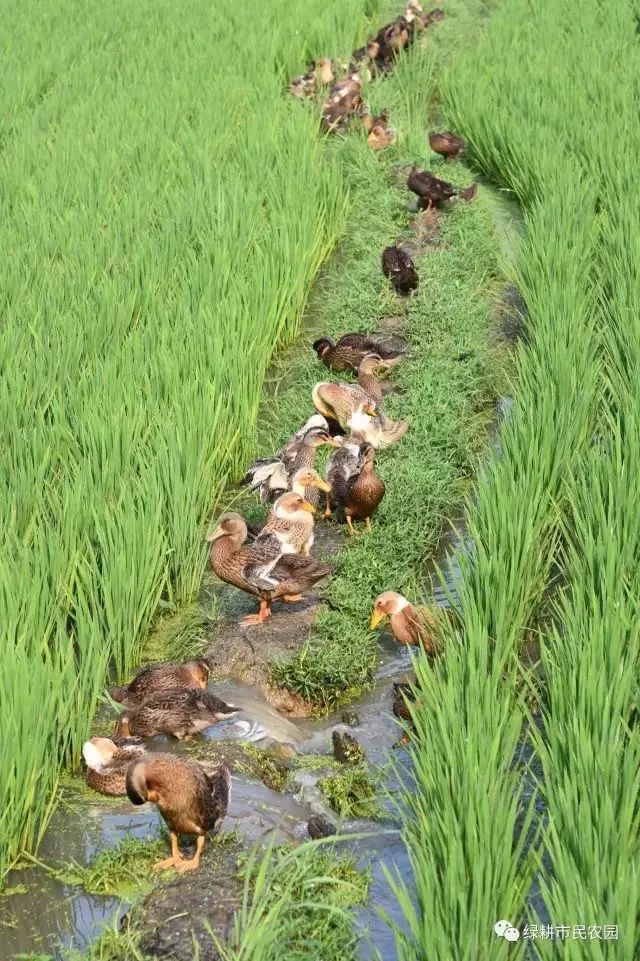 安徽富硒农产品认证标准(安徽农硒米业有限公司)-硒宝网