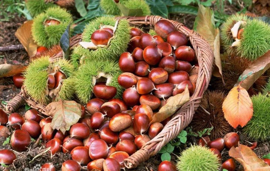 富硒农产品种植技术要点（富硒农业种植的三大特点）-硒宝网