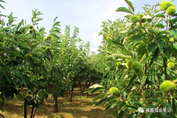 富硒农产品种植技术要点（富硒农业种植的三大特点）-硒宝网