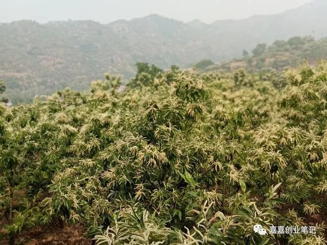 富硒农产品种植技术要点（富硒农业种植的三大特点）-硒宝网