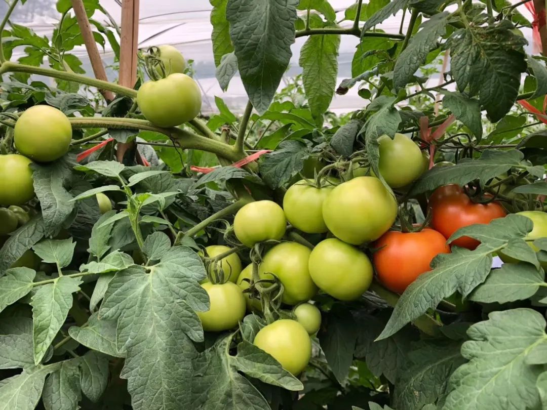 植物硒是有机富硒产品吗(植物硒好吗)-硒宝网