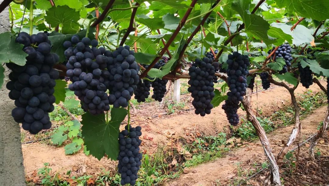 植物硒是有机富硒产品吗(植物硒好吗)-硒宝网