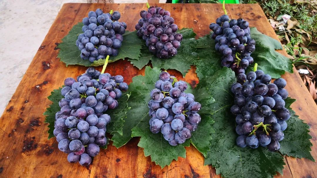 植物硒是有机富硒产品吗(植物硒好吗)-硒宝网