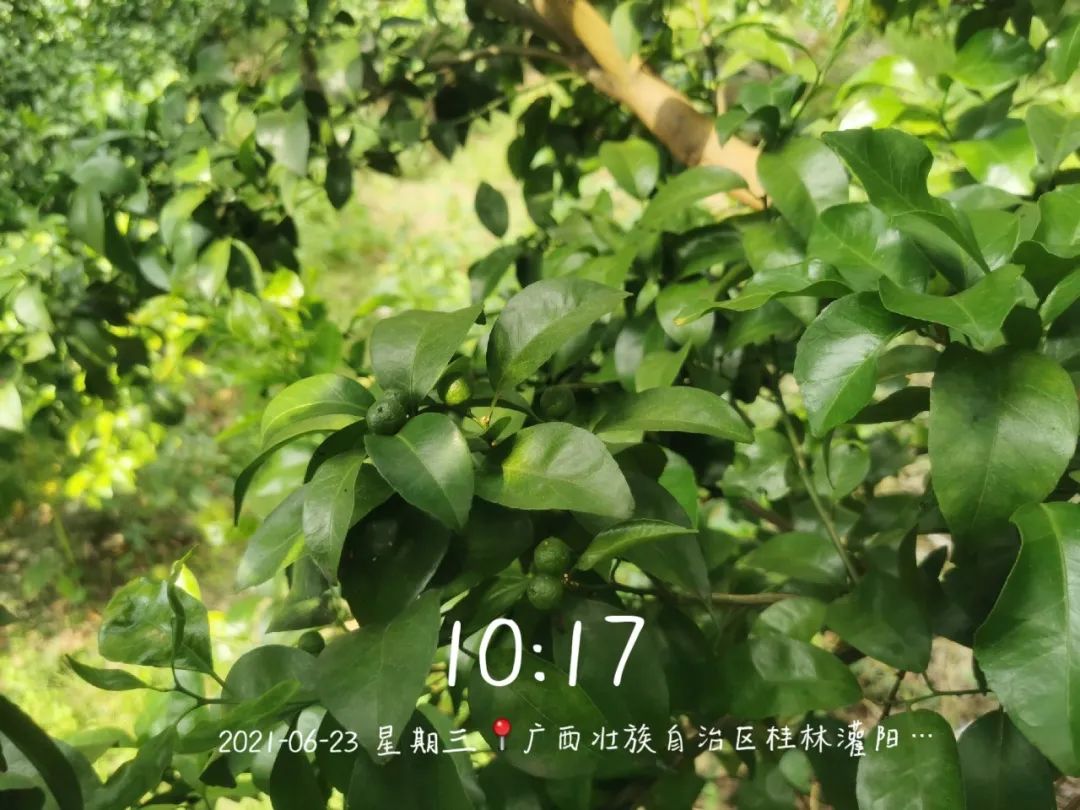 植物硒是有机富硒产品吗(植物硒好吗)-硒宝网