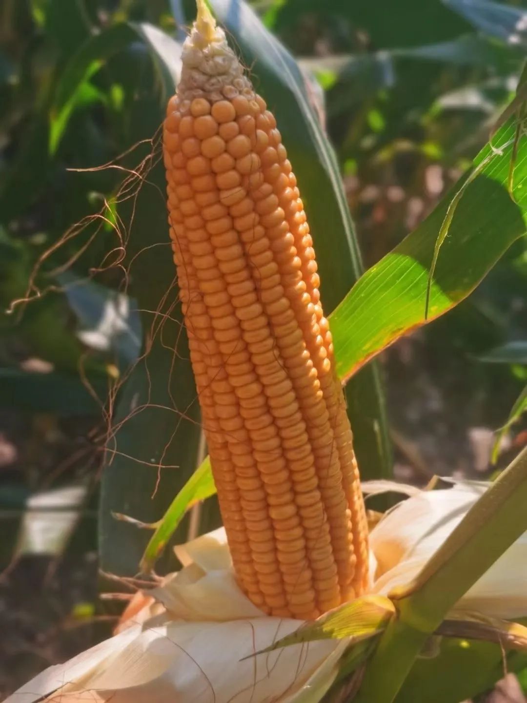 植物硒是有机富硒产品吗(植物硒好吗)-硒宝网