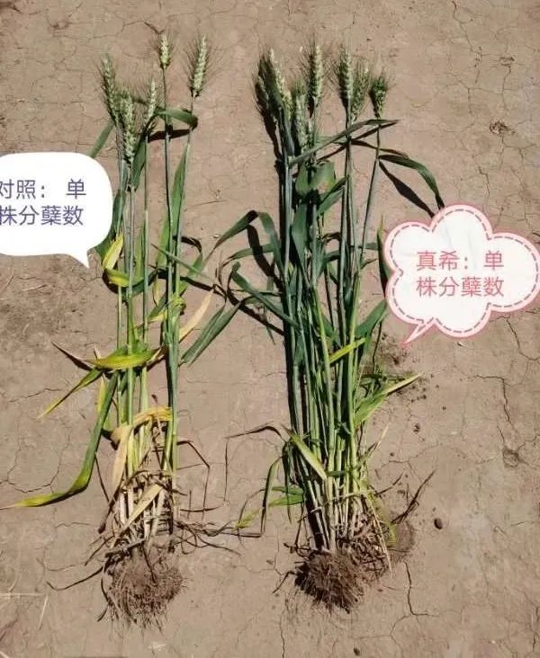 植物硒是有机富硒产品吗(植物硒好吗)-硒宝网