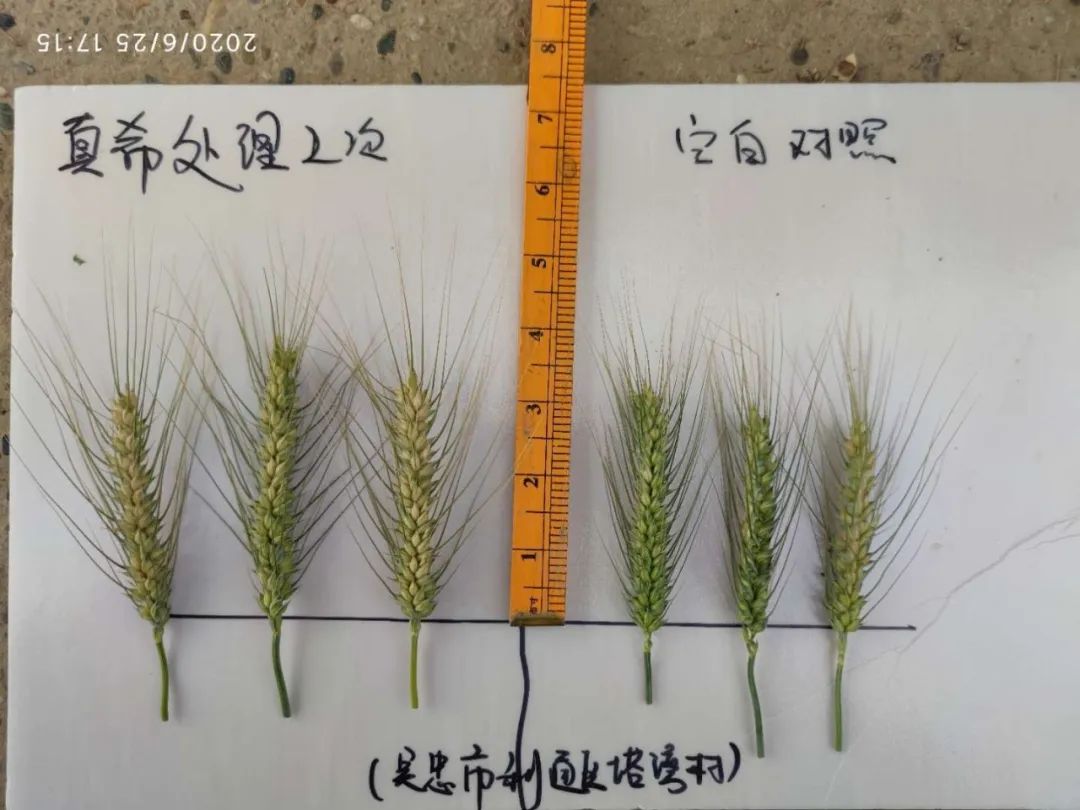 植物硒是有机富硒产品吗(植物硒好吗)-硒宝网