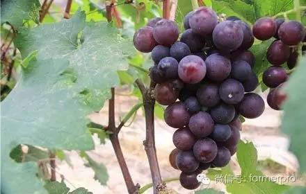 富硒文化创意产品有哪些（富硒产业广告语揭晓）-硒宝网