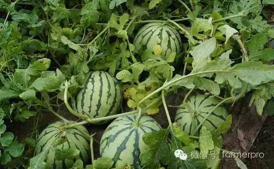 富硒文化创意产品有哪些（富硒产业广告语揭晓）-硒宝网