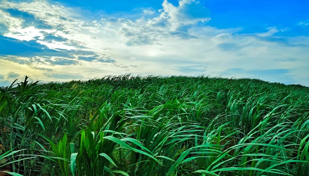 富硒产品标准含量为多少(含量标准富硒产品为多少毫克)-硒宝网