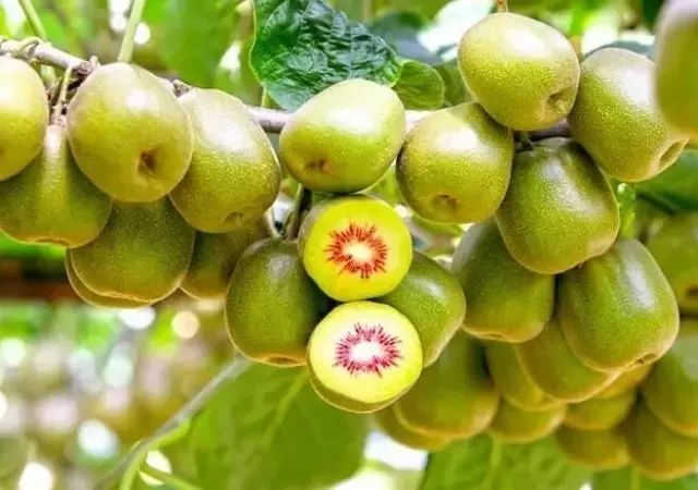 富硒畜牧水产产品有哪些(畜牧水产富硒产品有哪些品种)-硒宝网