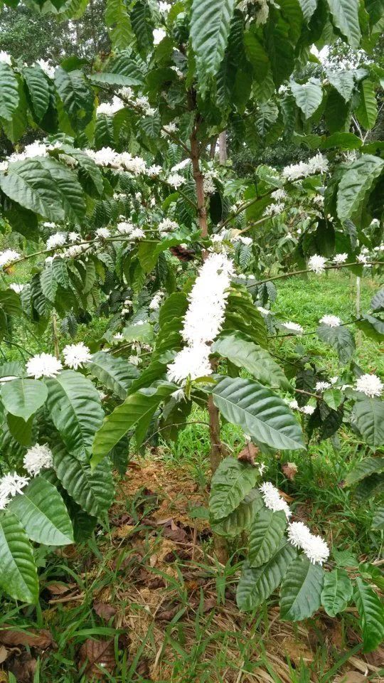 海南哪个地方有富硒产品(海南富硒)-硒宝网