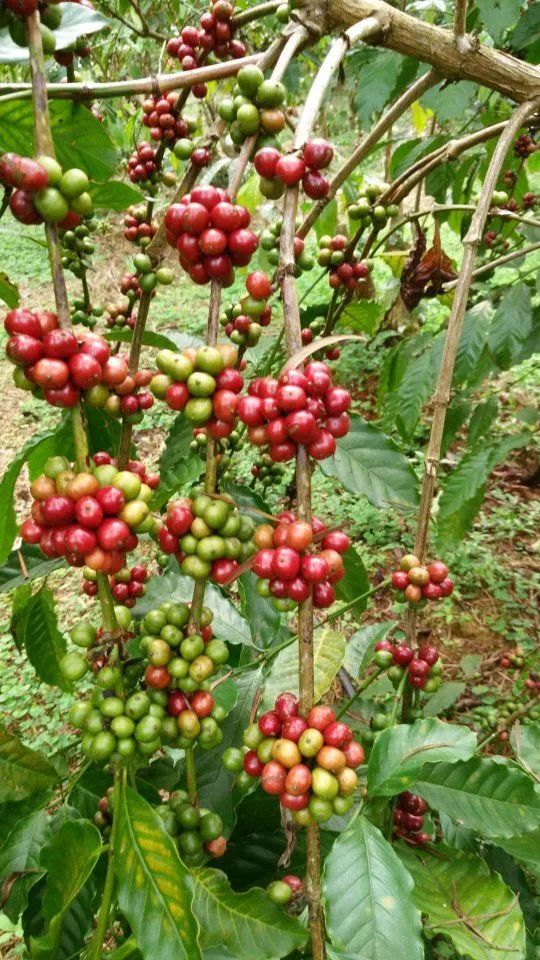 海南哪个地方有富硒产品(海南富硒)-硒宝网