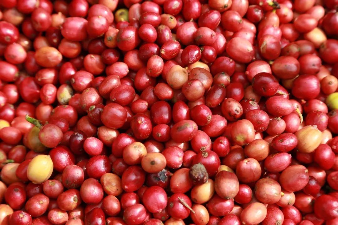 海南哪个地方有富硒产品(海南富硒)-硒宝网