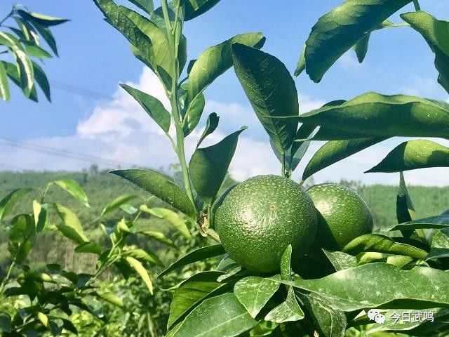 武鸣富硒产品有哪些品种（富硒产品品牌）-硒宝网