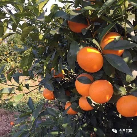 武鸣富硒产品有哪些品种（富硒产品品牌）-硒宝网