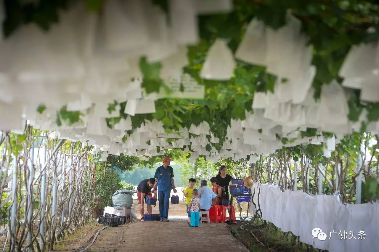 南山镇富硒小镇实际产品（南山小镇在哪）-硒宝网