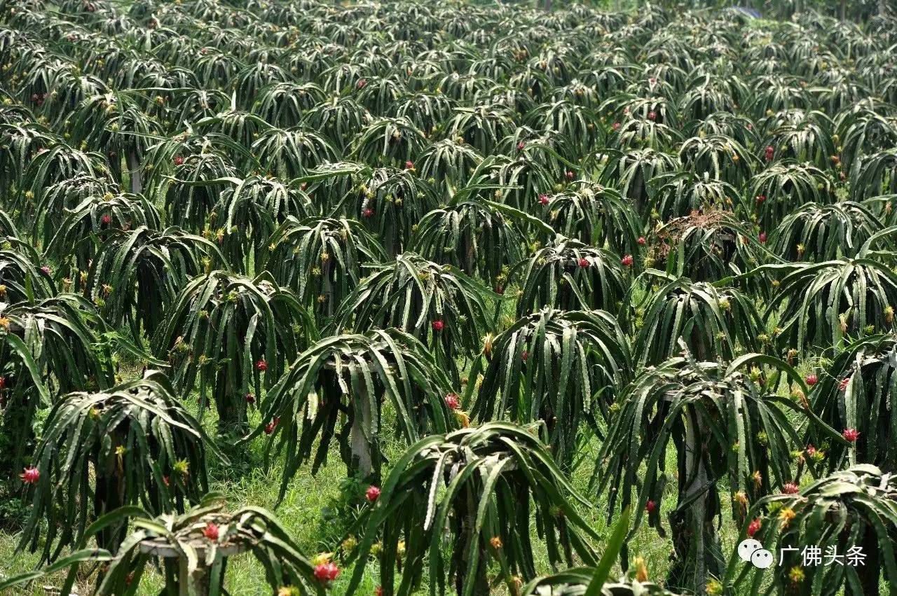 南山镇富硒小镇实际产品（南山小镇在哪）-硒宝网