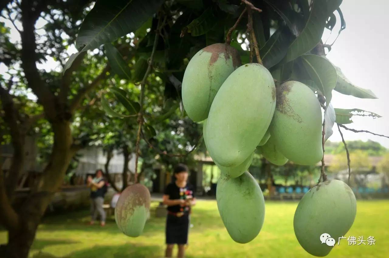 南山镇富硒小镇实际产品（南山小镇在哪）-硒宝网