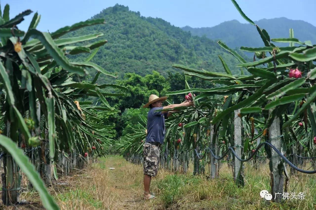 南山镇富硒小镇实际产品（南山小镇在哪）-硒宝网