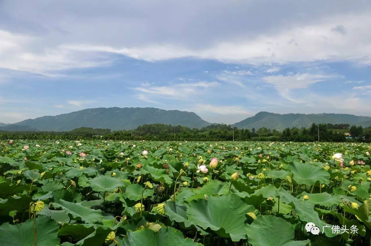 南山镇富硒小镇实际产品（南山小镇在哪）-硒宝网