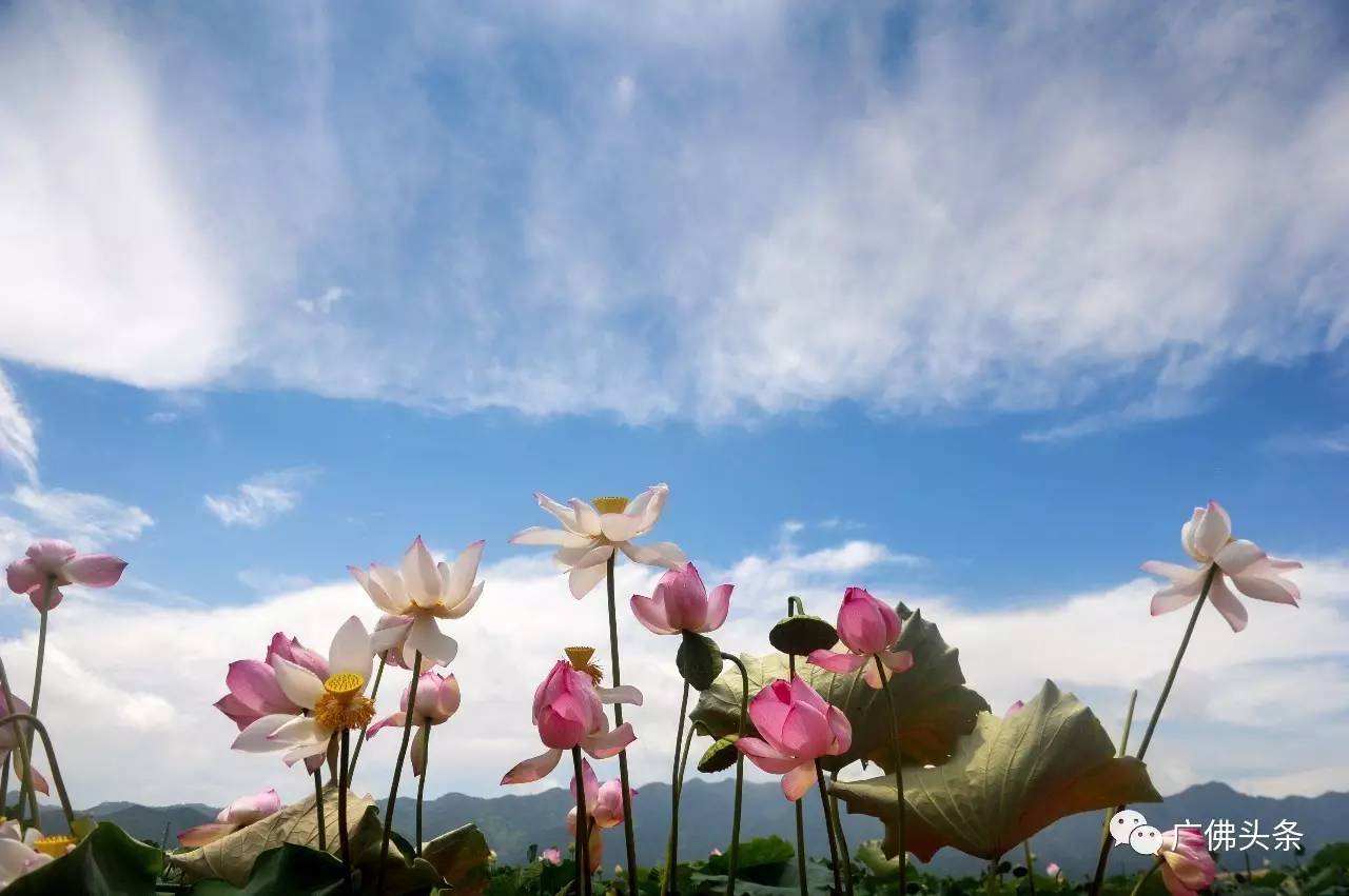 南山镇富硒小镇实际产品（南山小镇在哪）-硒宝网