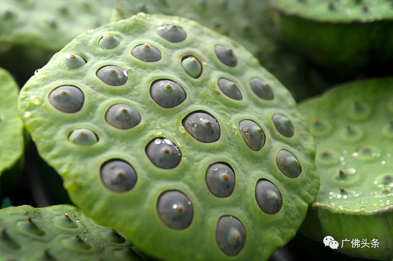 南山镇富硒小镇实际产品（南山小镇在哪）-硒宝网