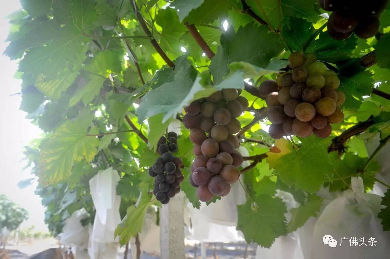 南山镇富硒小镇实际产品（南山小镇在哪）-硒宝网