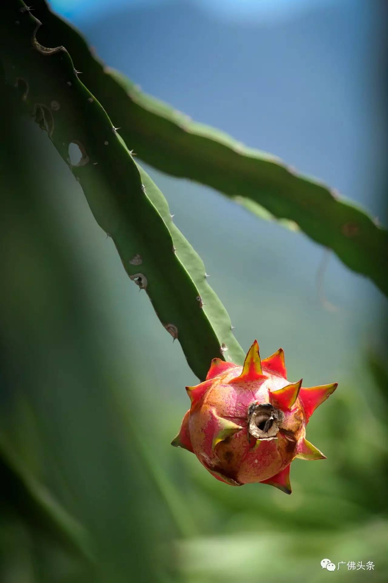 南山镇富硒小镇实际产品（南山小镇在哪）-硒宝网