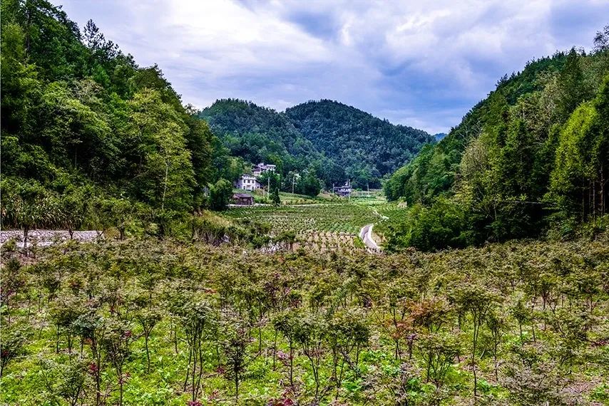 无公害富硒生态有机产品（无公害生态机富硒产品有哪些）-硒宝网