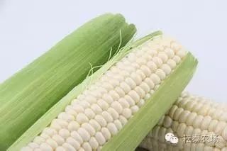 富硒玉米是不是有机产品（富硒玉米好吃吗）-硒宝网