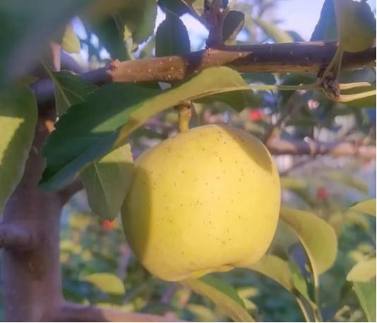 宁夏中卫富硒农产品发布(中卫富硒苹果)-硒宝网