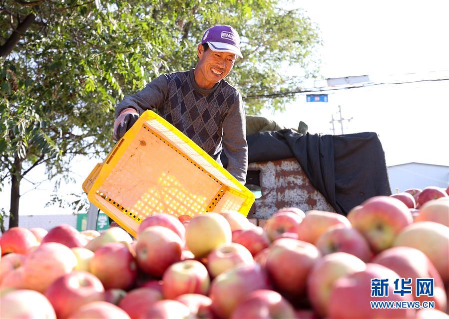 宁夏中卫富硒农产品发布(中卫富硒苹果)-硒宝网