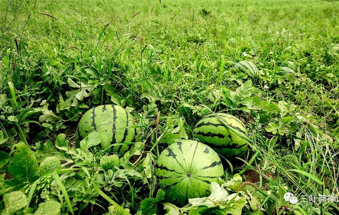 人们所说的富硒产品是指(什么是富硒农产品)-硒宝网