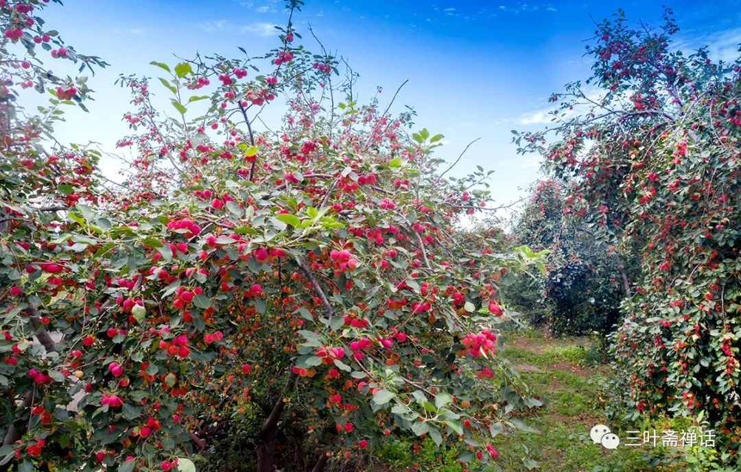 人们所说的富硒产品是指(什么是富硒农产品)-硒宝网