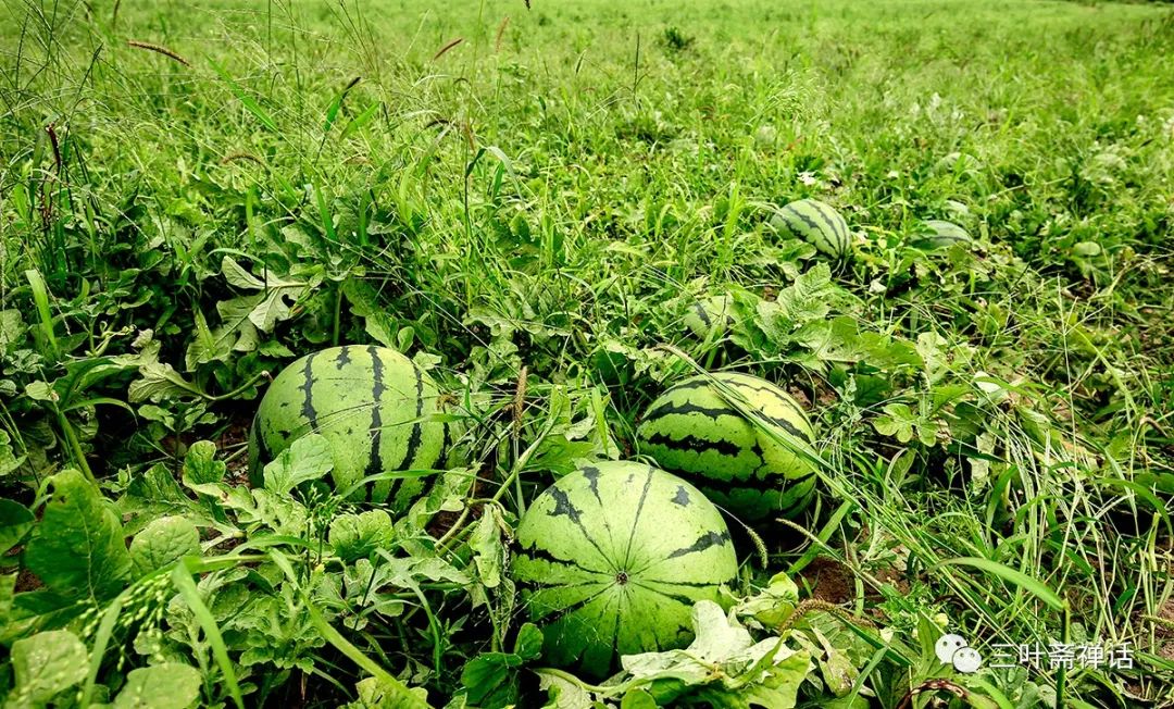 人们所说的富硒产品是指(什么是富硒农产品)-硒宝网