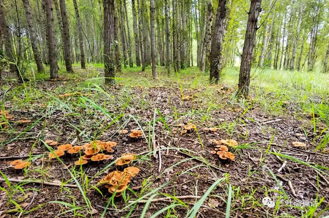 人们所说的富硒产品是指(什么是富硒农产品)-硒宝网