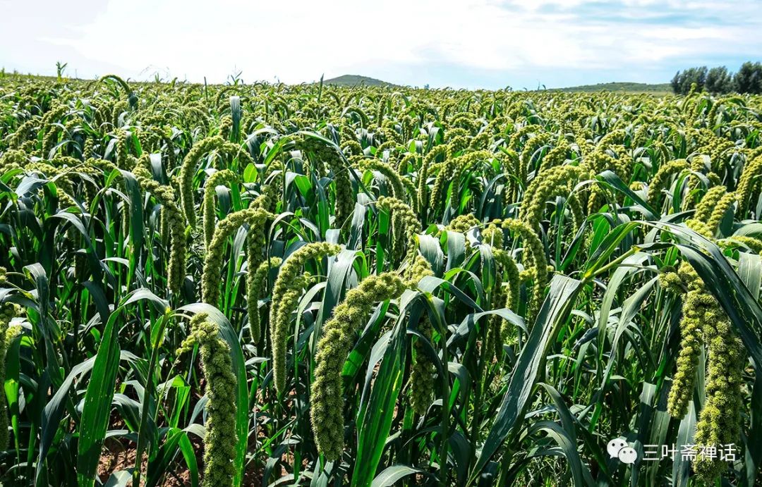 人们所说的富硒产品是指(什么是富硒农产品)-硒宝网