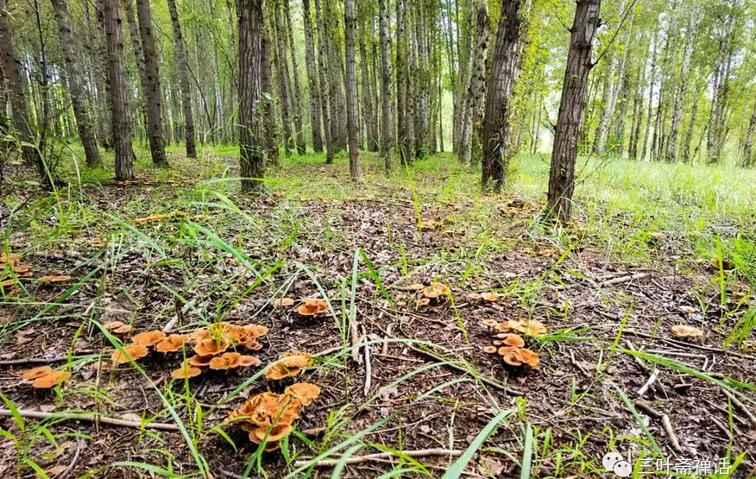 人们所说的富硒产品是指(什么是富硒农产品)-硒宝网