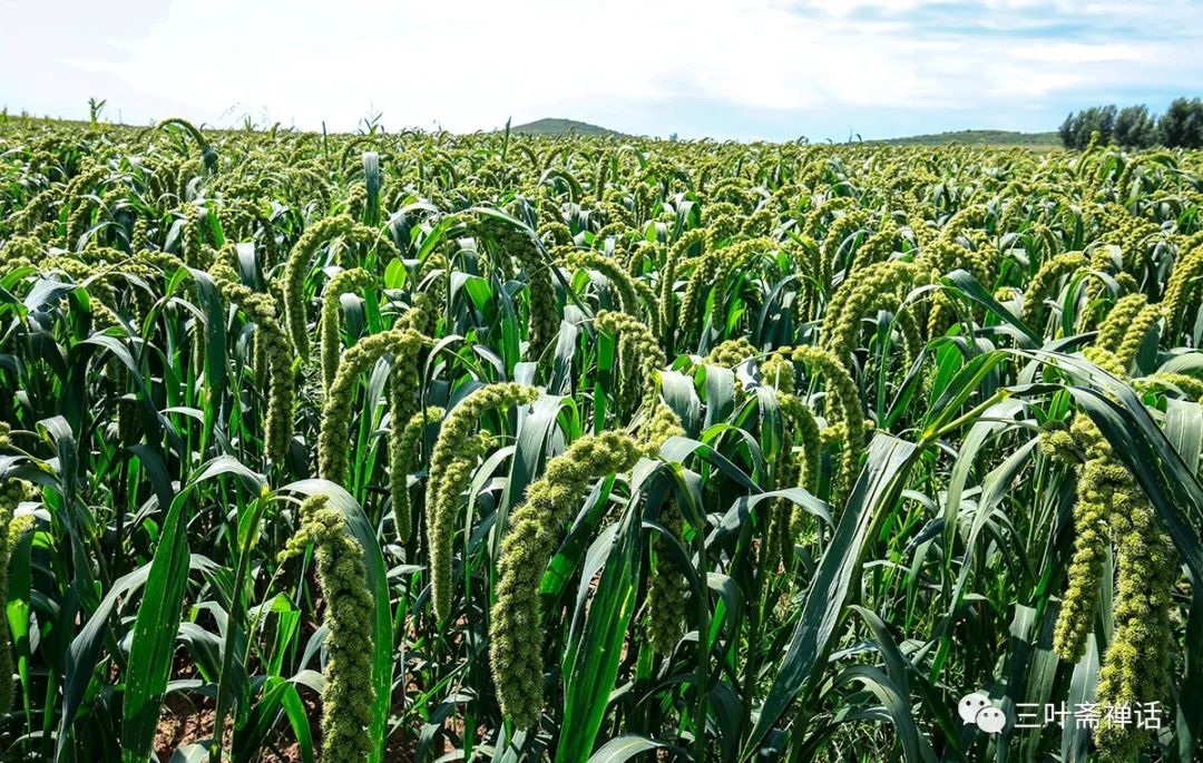 人们所说的富硒产品是指(什么是富硒农产品)-硒宝网