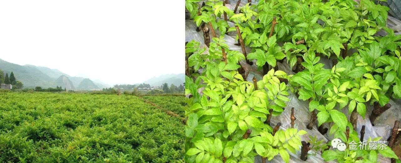 人们所说的富硒产品是指（何为富硒产品）-硒宝网