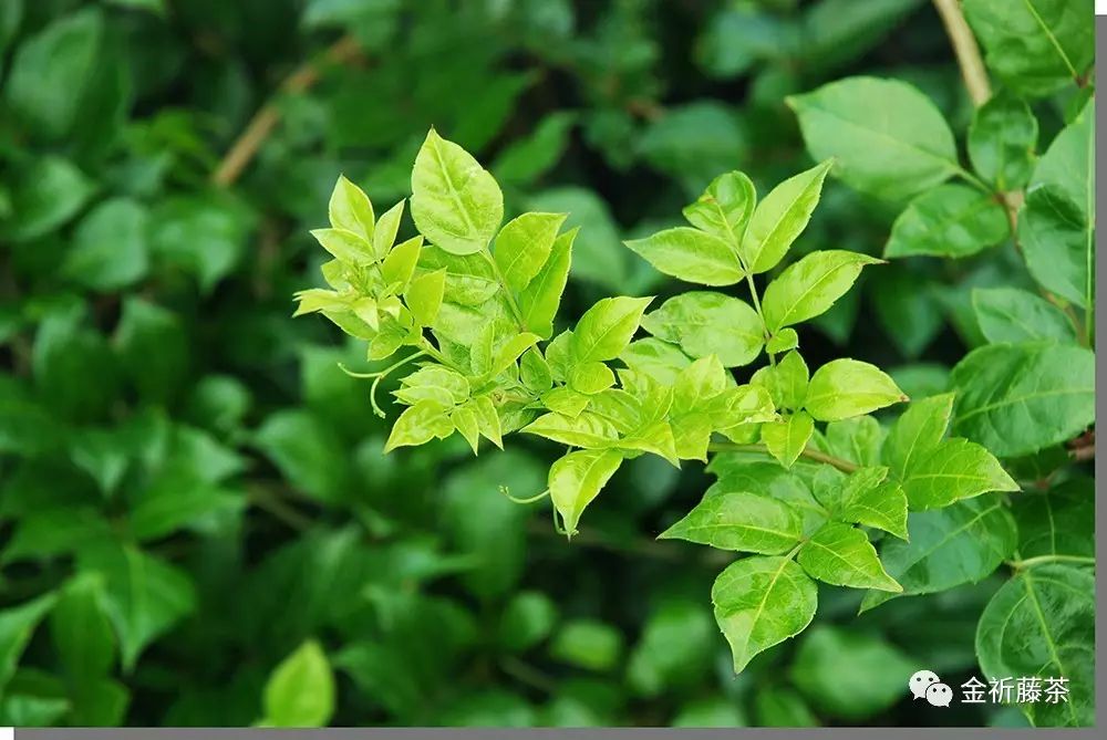 人们所说的富硒产品是指（何为富硒产品）-硒宝网