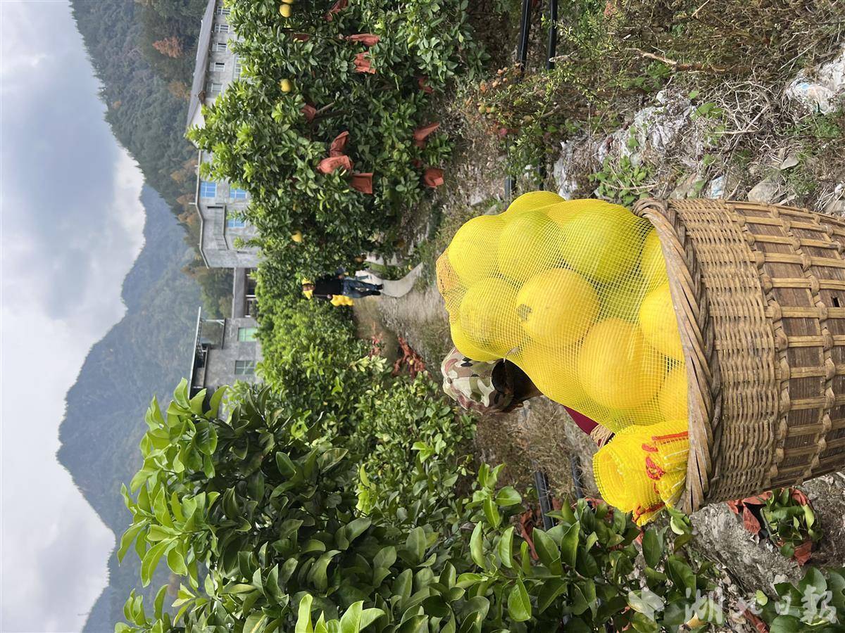 湘西生态有机富硒农产品（湘西富硒带）-硒宝网