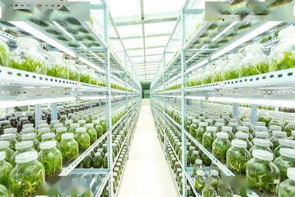 广西巴马主要富硒农产品(巴马富硒水有什么效果呢)-硒宝网